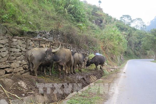 Nông dân chủ động phòng, chống rét cho "đầu cơ nghiệp"