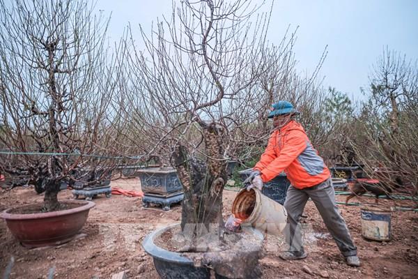 Làng đào Nhật Tân tất bật vụ Tết nguyên đán Ất Tỵ