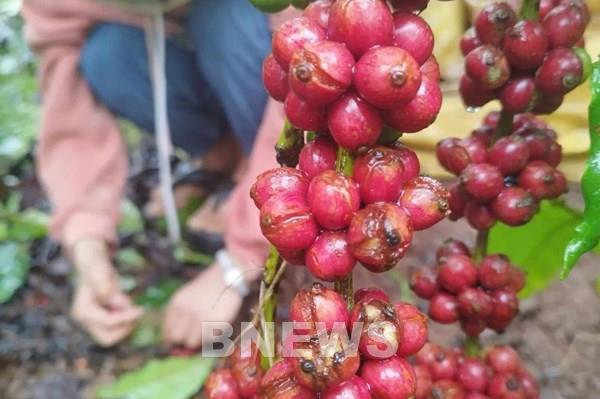Đắk Lắk chủ động ứng phó với mưa lớn, sạt lở đúng vào chính vụ thu hoạch cà phê