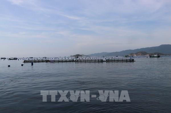 Vị thế trung tâm nuôi biển - Bài 1: Kỳ vọng ngành hàng giá trị tỷ USD