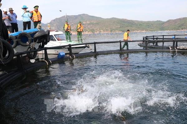 Vị thế trung tâm nuôi biển - Bài cuối: Quản lý tốt quy hoạch nuôi trồng
