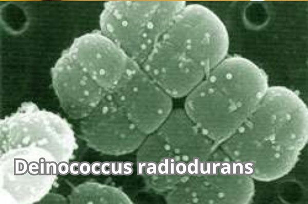 Vi khuẩn "anh hùng Conan" có thể bảo vệ con người khỏi tia phóng xạ