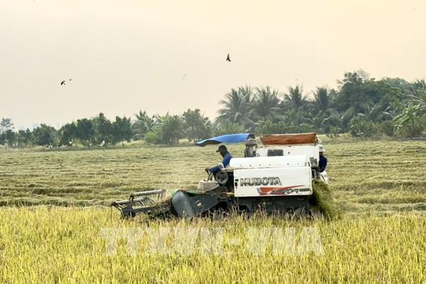 Giá gạo xuất khẩu tiếp tục biến động
