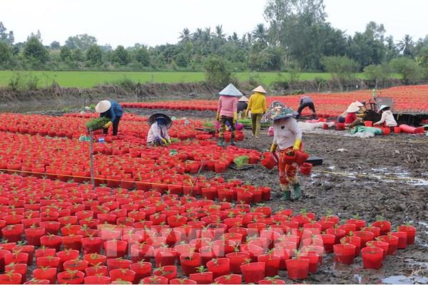 Hình ảnh nông dân Sóc Trăng trồng hoa vạn thọ chuẩn bị cho thị trường Tết
