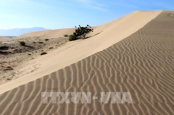 Đến Ninh Thuận ngắm màu sắc biến ảo, vẻ đẹp độc đáo đồi cát Nam Cương