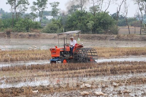 Tiền Giang phát triển 22.000 ha chuyên canh lúa chất lượng cao