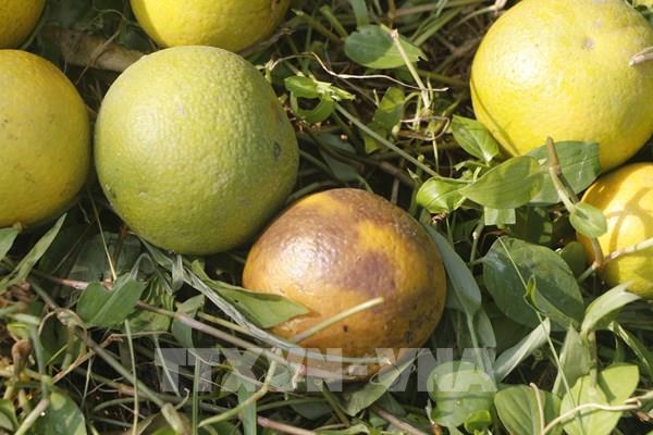 Cam Xã Đoài “tiến Vua” rụng hàng loạt trước vụ Tết