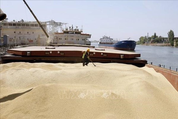 Indonesia cân nhắc nhập khẩu lúa mì làm thức ăn chăn nuôi