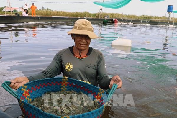 Giá tôm tăng khá giúp tăng lợi nhuận cho nông dân​