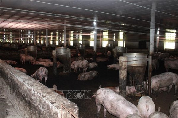 "Chạy đua" xử lý các cơ sở chăn nuôi nằm ngoài vùng quy hoạch