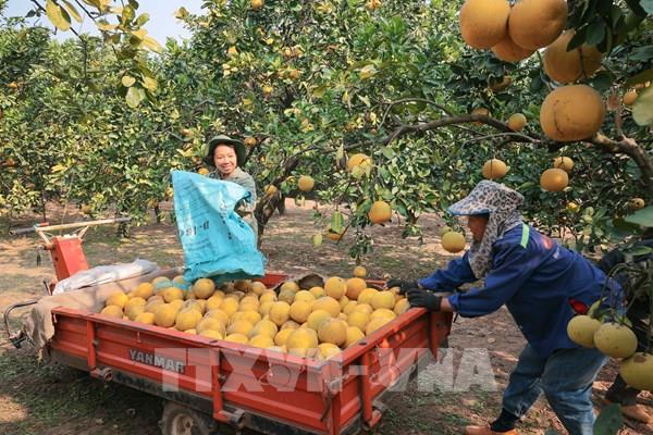 Bưởi Diễn vào vụ thu hoạch phục vụ Tết Ất Tỵ 2025