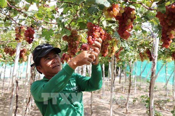 "Thủ phủ" nho Ninh Thuận chuẩn bị cho vụ Tết năm 2025