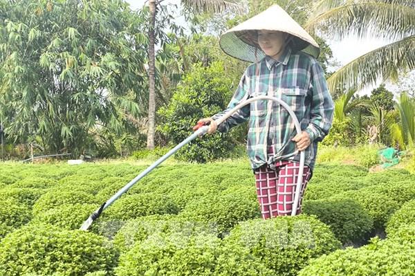 “Vương quốc” hoa kiểng sáng tạo sản phẩm độc, lạ cho vụ Tết