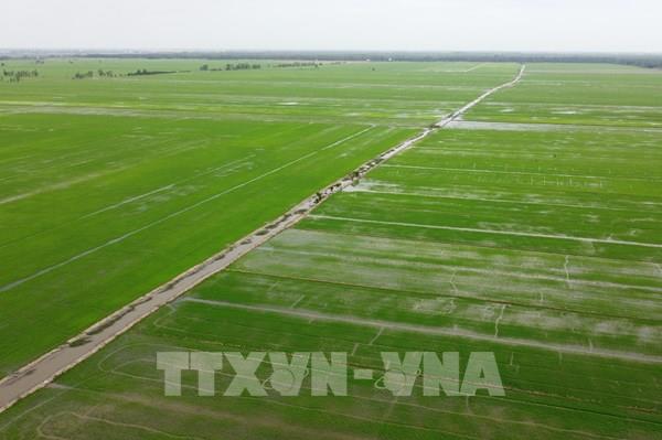 Đề án 1 triệu ha chuyên canh lúa chất lượng cao, phát thải thấp - Bài 1: Tín hiệu từ mô hình thí điểm