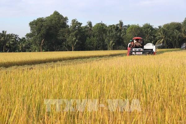 Đề án 1 triệu ha chuyên canh lúa chất lượng cao, phát thải thấp - Bài cuối: Mở rộng quy mô sản xuất