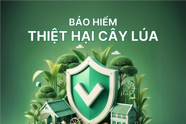 Bảo hiểm Agribank phát triển sản phẩm Bảo hiểm thiệt hại cây lúa