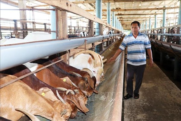 Loạt giải pháp hỗ trợ nông dân ven biển nuôi dê thịt
