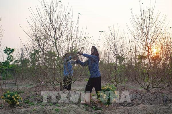 Làng đào Minh Tân tất bật chuẩn bị cho Tết Nguyên đán