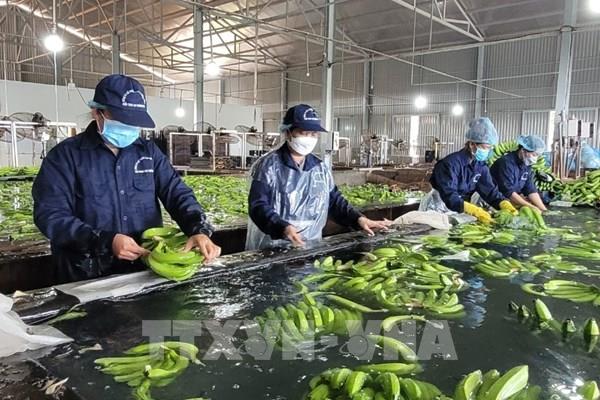 Xuất siêu nông lâm thủy sản đạt kỷ lục gần 18 tỷ USD