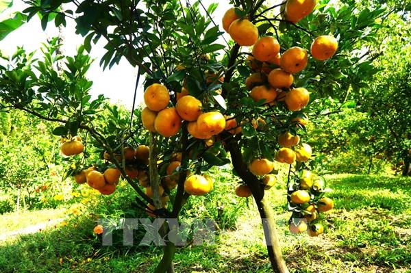 Quýt hồng Lai Vung sẵn sàng cung ứng thị trường Tết