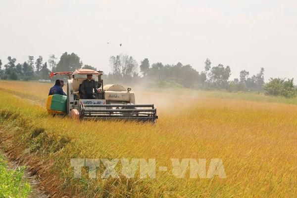 Giá gạo xuất khẩu tiếp xu hướng giảm