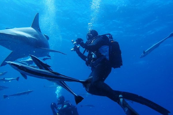 Đèn LED - "Áo giáp" bảo vệ trước các cuộc tấn công của cá mập