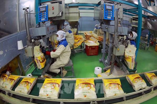 Cơ hội và thách thức cho xuất khẩu gạo năm 2025