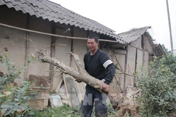 Người trồng đào Tết ở Yên Bái thất thu
