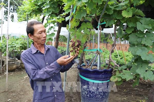 Nho cảnh Ninh Thuận cho Tết Nguyên đán: Món quà tạo không gian mùa xuân