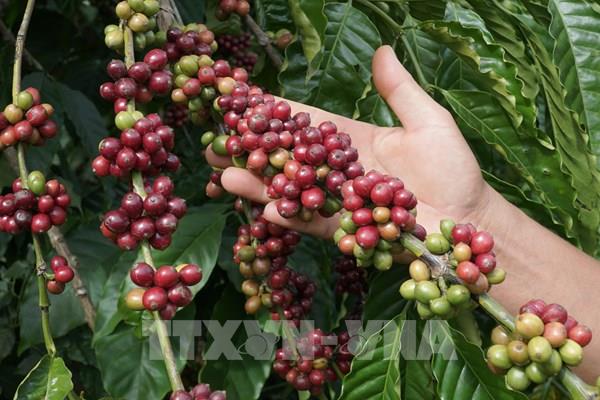 Hơn 5 tỷ USD xuất khẩu cà phê và bài học về chuỗi cung ứng