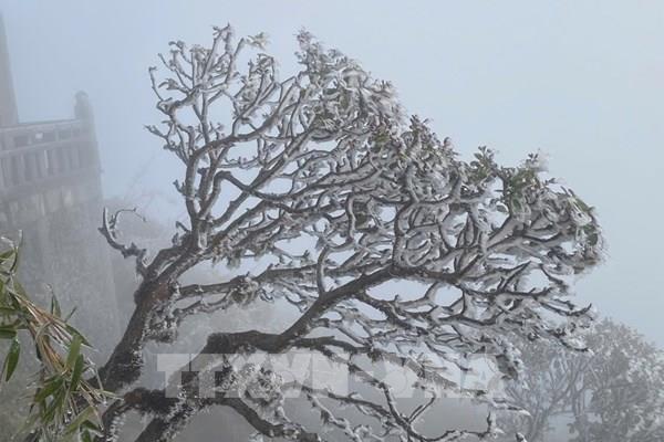 Băng giá phủ trắng đỉnh Fansipan