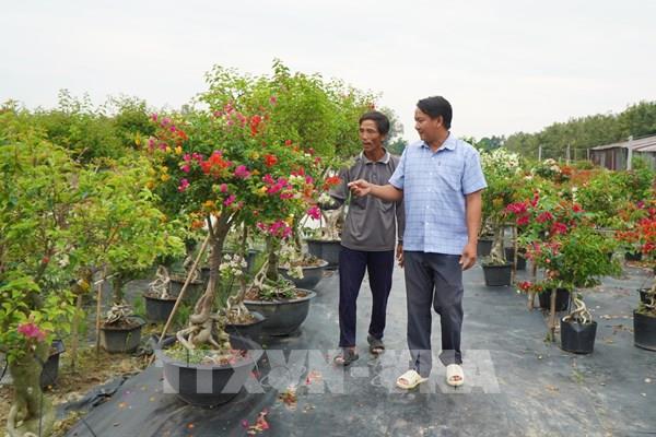 Đồng Tháp cung cấp hàng triệu chậu hoa giấy phục vụ thị trường Tết