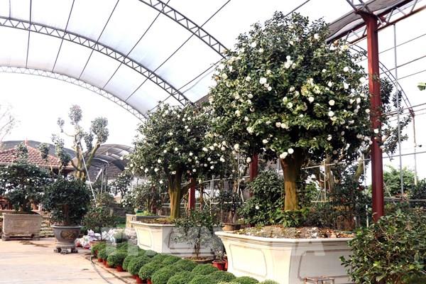 Cây tạo thế độc lạ chơi Tết hút khách