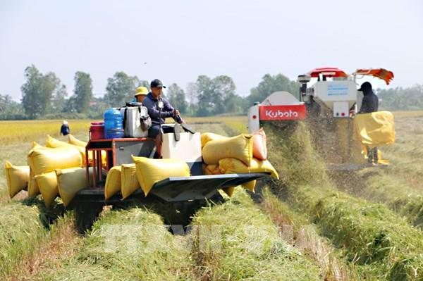 Thị trường nông sản: Giá lúa, gạo đồng loạt giảm