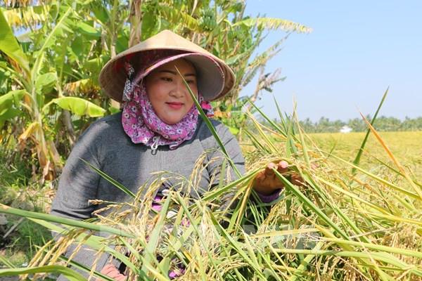 Nông dân Sóc Trăng thu hoạch lúa Đông Xuân sớm, đón Tết Nguyên đán