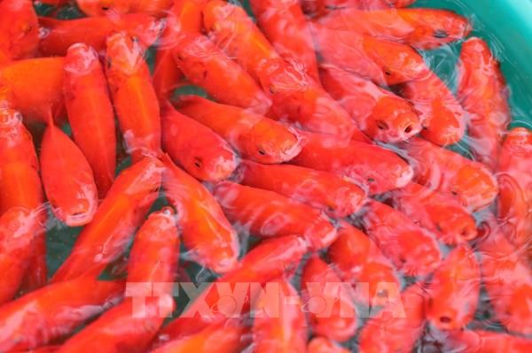 Ý nghĩa ông Công ông Táo: Tục lệ Tết Nguyên đán quan trọng của người Việt