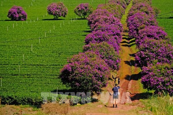  Hoa mua nhuộm tím nông trường chè B’Lao