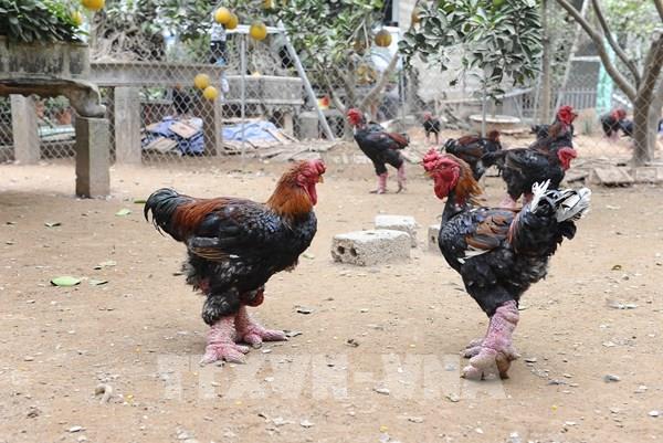 Đông Tảo (Hưng Yên) cung ứng gà "tiến Vua" phục vụ Tết Nguyên đán Ất Tỵ