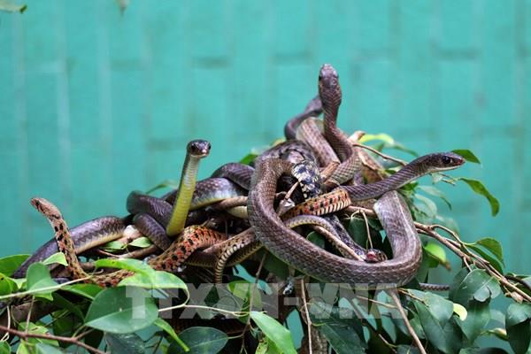 Thăm "vương quốc rắn" ở miền Tây