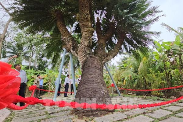 Cây thiên tuế 200 tuổi ở Bến Tre được vinh danh là cây di sản