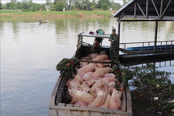 Vẫn tiếp diễn buôn bán vận chuyển lợn trái phép qua biên giới