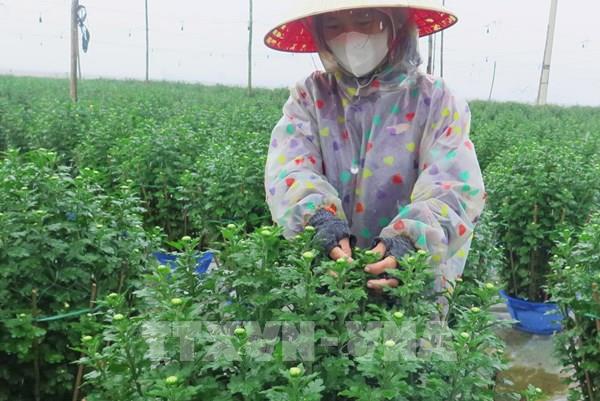 Hoa cảnh đã sẵn sàng cung ứng thị trường Tết