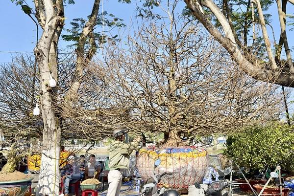 Những cây mai vàng giá "khủng" tại chợ hoa Long Xuyên