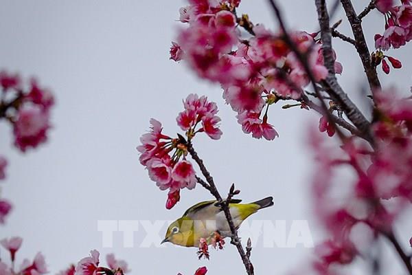 Rực rỡ sắc hoa anh đào trên đảo hoa Pá Khoang, Điện Biên