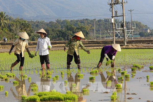 Sửa đổi Nghị định 58/2018/NĐ-CP: Hỗ trợ bảo hiểm nông nghiệp