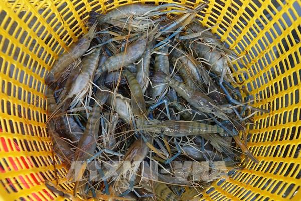Để xuất khẩu tôm giữ vững vị thế