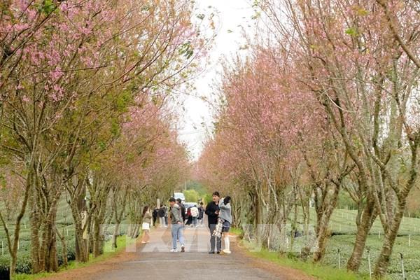  Chiêm ngưỡng Mai anh đào rực nở sớm trước Tết