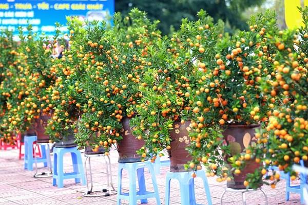 Cách chọn quất cảnh Tết đẹp, hợp phong thủy và mang tài lộc cho năm mới