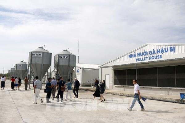 Bình Thuận đưa dự án nuôi gà công nghệ cao lớn nhất vào hoạt động