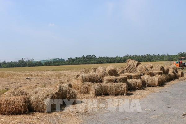 Nhộn nhịp mùa thu mua rơm rạ sau thu hoạch lúa tại Sóc Trăng